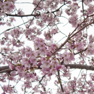 2011_04_cherry_blossoms-17