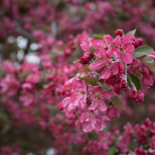 2011_04_cherry_blossoms-56