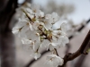 2011_04_cherry_blossoms-15