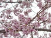 2011_04_cherry_blossoms-17