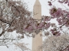 2011_04_cherry_blossoms-20