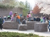 2011_04_cherry_blossoms-52