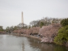 2011_04_cherry_blossoms-55