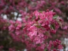2011_04_cherry_blossoms-56