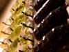 domenica-restaurant-new-orleans-stephanie-hua-lick-my-spoon-21