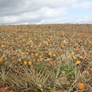 2012-06-maui-gold-pineapple-farm-25