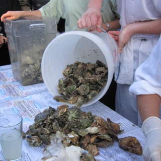 oyster-shuck-and-swallow-021.jpg