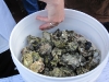 oyster-shuck-and-swallow-019.jpg