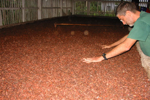 Claudio Corallo and his beloved cacao beans