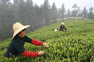 Early spring organic white tea harvest in Fujian, China