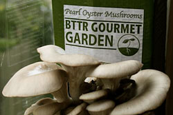 Friday Freebie: BTTR Mushroom Garden