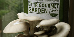 Friday Freebie: BTTR Mushroom Garden