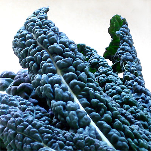 Tuscan kale 