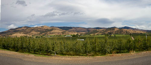 These happy little pear trees live here in the Rogue Valley