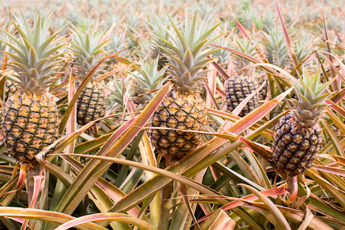 Maui Gold Pineapple Farm