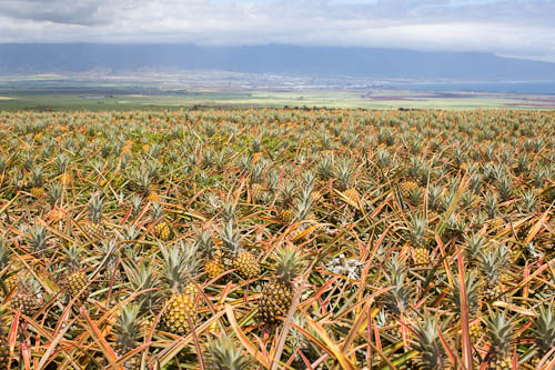 Maui Gold Pineapple Farm + an Umbrella Drink for You
