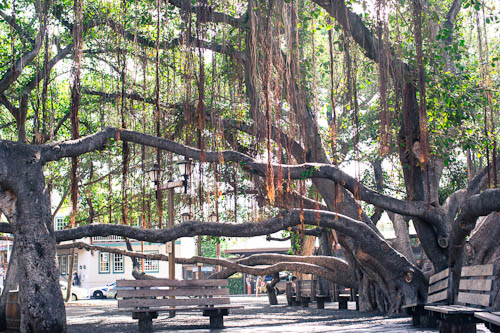 The Banyan Tree in Lahaina