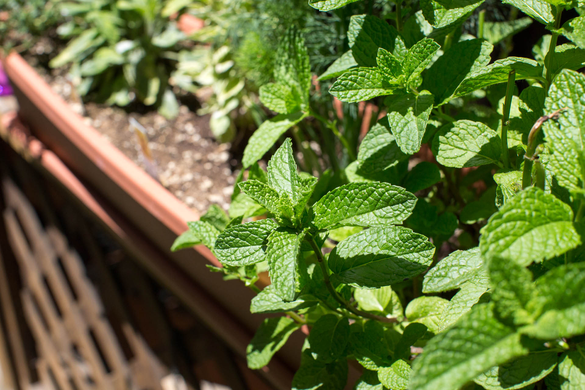 Fresh mint running rampant in my herb garden // lickmyspoon.com