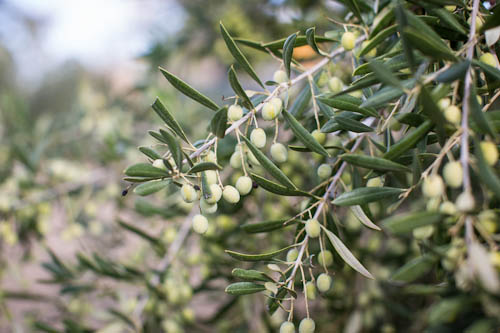 California Olive Ranch: Harvest Time