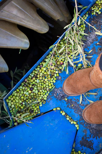olive harvesting